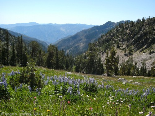 Summer Blossom/Summit Trail, Okanogan-Wenatchee National Forest, Washington