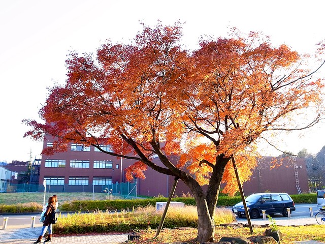Campus late autumn