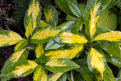 Aucuba japonica ´Picturata´ (Gold Spot Laurel)
