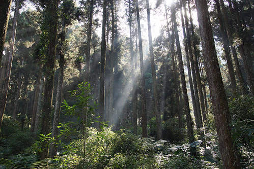 Xitou Nature Education Area, beautiful lighting through woods