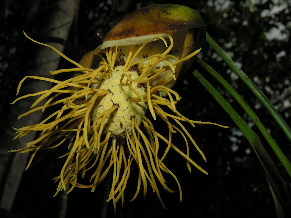 Thoracocarpus bissectus image