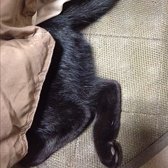 こたつの中に頭を突っ込んで寝る黒猫さん