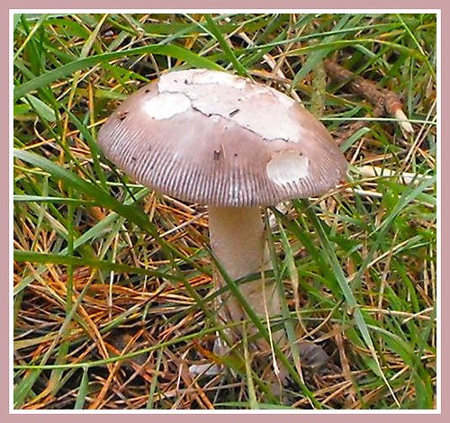 Wild Mushroom.
