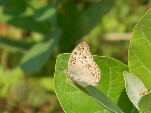 Common bush brown butterfly