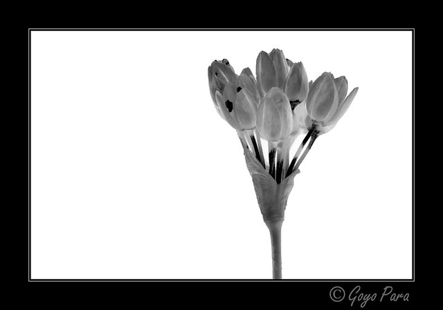 Allium roseum invertida