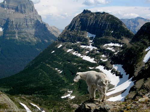 Mountain Goats along the Reynolds Mountain Trail, Glacier National Park, Montana