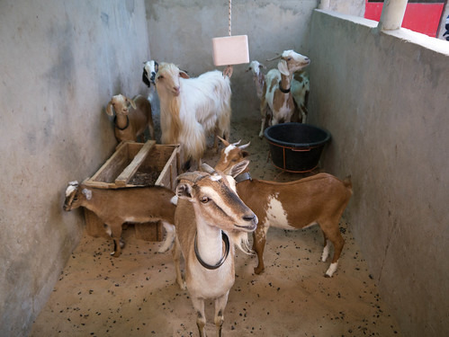 foreign goats