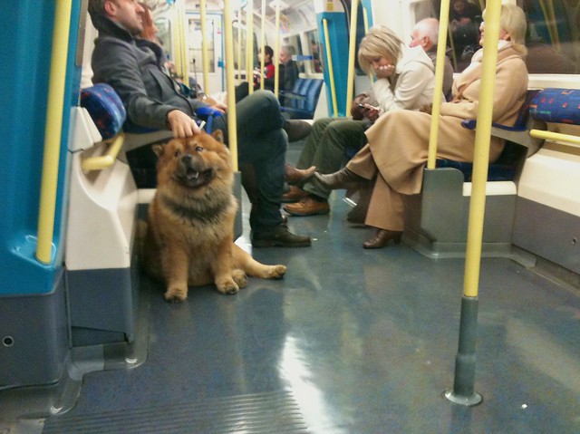 Jubilee Line Dog