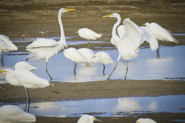 Great Egrets sparring
