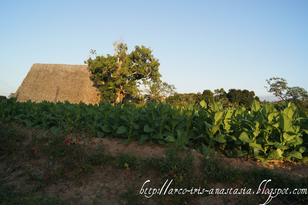Tabacco fields in Vinales
