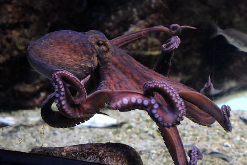 octopus vulgaris by Joachim S. Müller