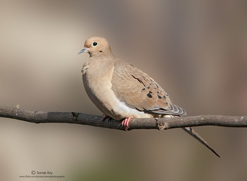 Mourning Dove by Somak..