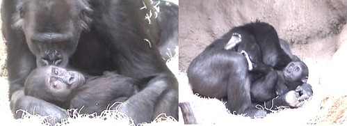 Shinda cuddling Kib by gorillaphile