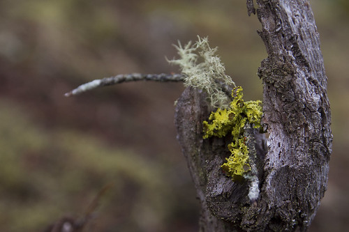 lichen satellite