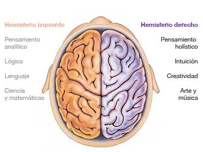Hemisferio derecho e izquierdo y sus funciones
