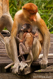 Mother and child proboscis monkey. The female has a smaller upturned snubby nose.