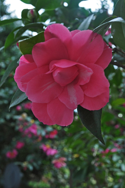 Camellia japonica 'Les Marbury'