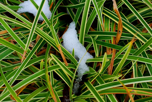 Snow & Grasses by Sandee4242