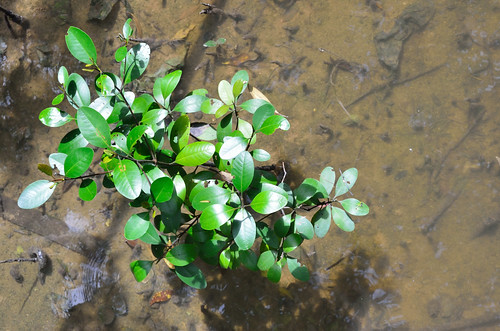 Mangrove plant