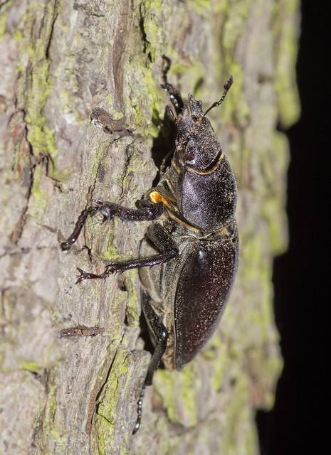stag beetle female on tree