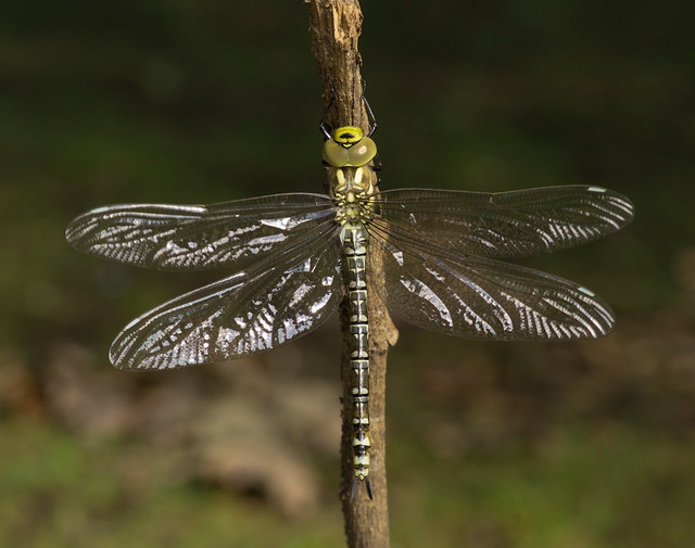 Southern hawker just emerged 4