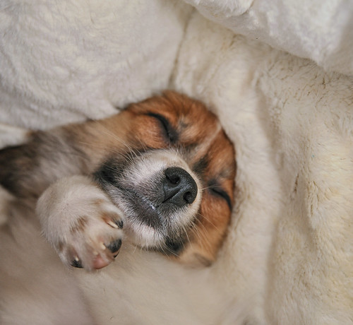 Puppy Time  - Sleeping by numbphoto - new for 2012