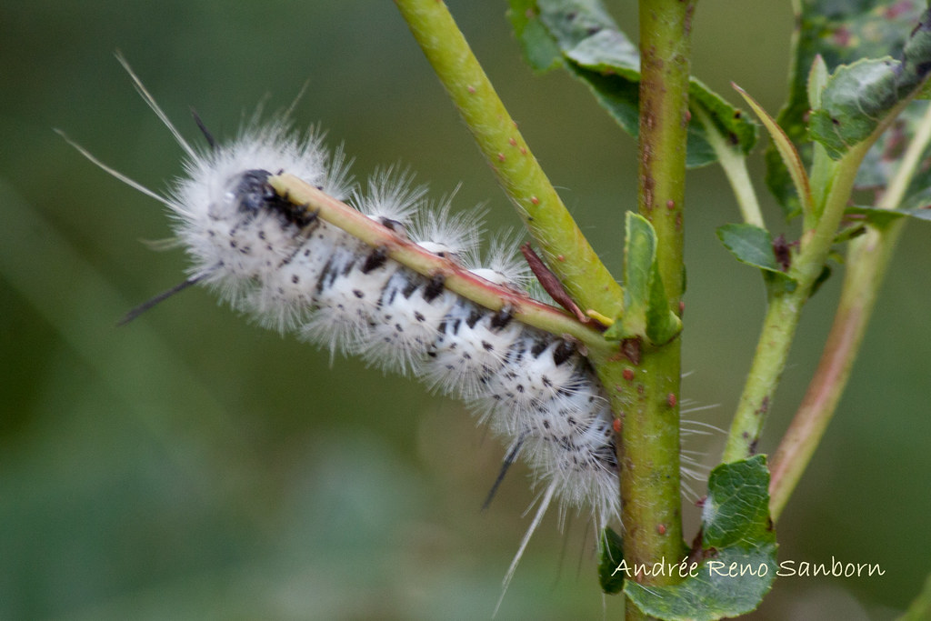Hickory Tussock Moth Larva (Lophocampa caryae)-6.jpg