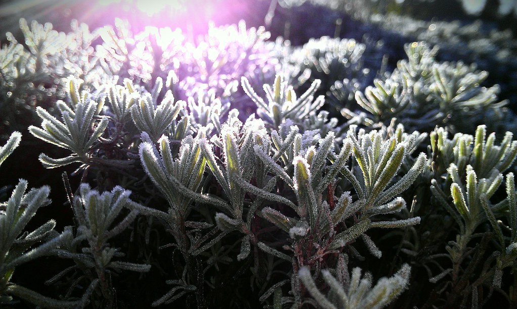 Frosty morning in Seattle