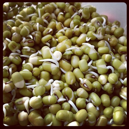 Mung bean sprouts - they live!