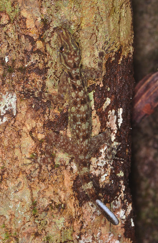 ЧУДЕСА МАСКИРОВКИ Camouflaged gecko (Cyrtodactylus sp ?)