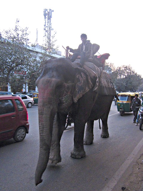 elephant in Connaught Place, Delhi