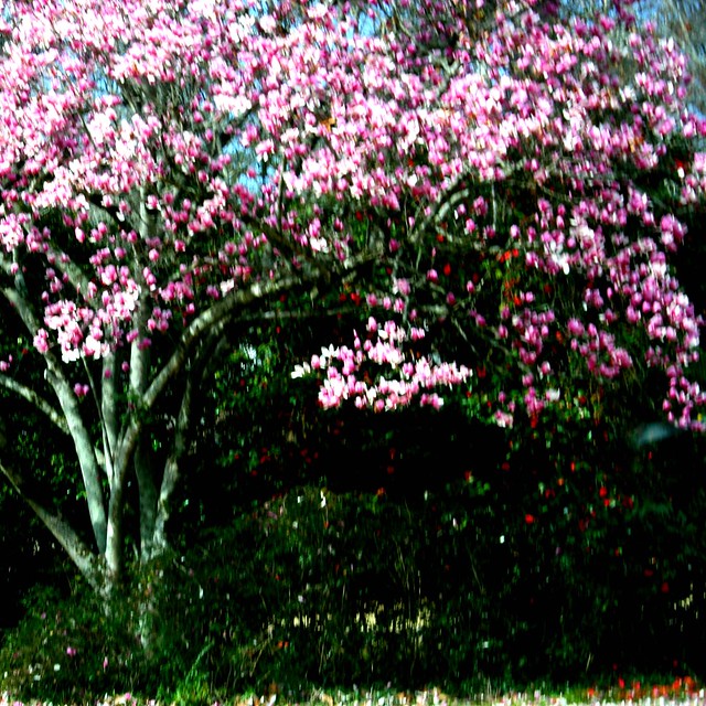 Magnolia Cherry Blossom Tree