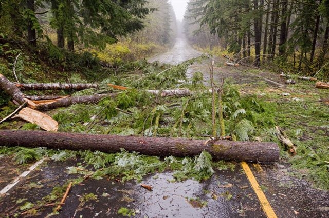 Fallen trees on Oregon 18