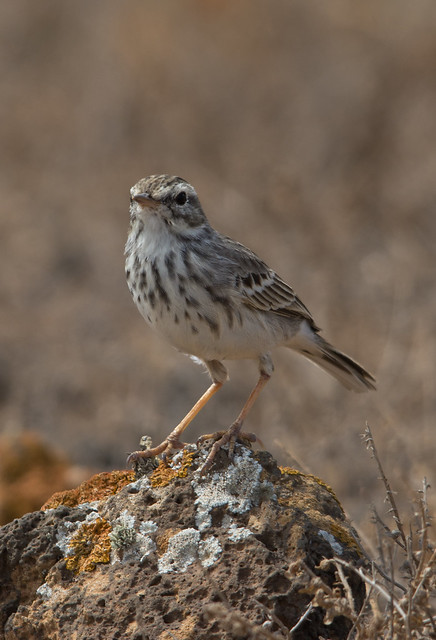 Berthelots pipit - Costa Teguise