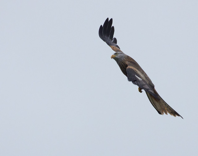 Red kite ISO 3200