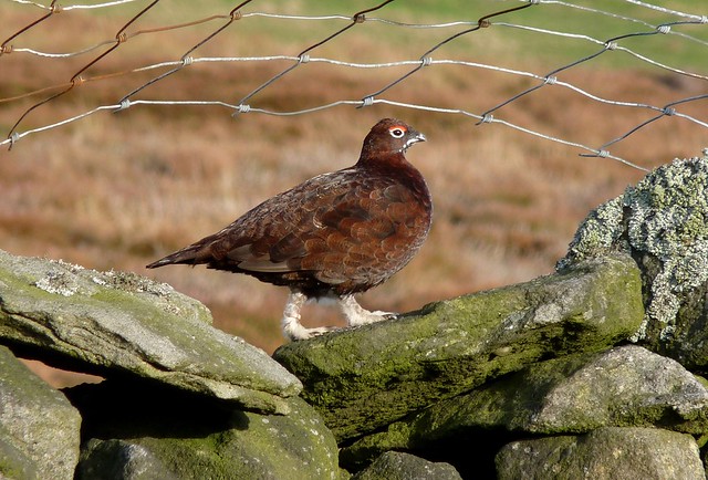 25364 - Red Grouse, Yorkshire