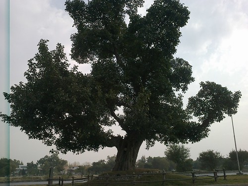 450 old years tree 