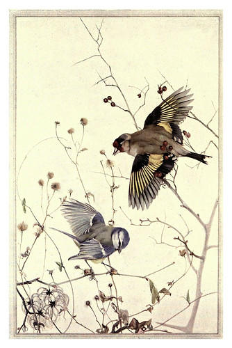 034-Jilguero y herrerillo azul- Birds in town & village 1920-Ilustrado por Edward Detmold