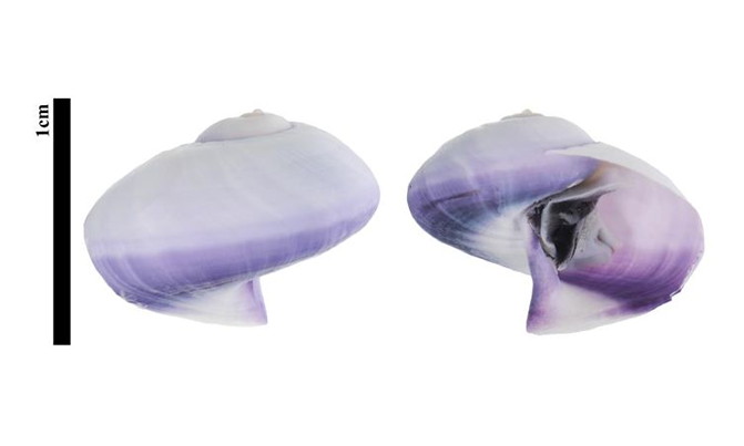 紫螺：擁有輕盈浪漫的紫色外殼