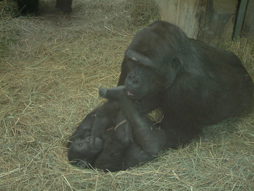 Mom plays with daughter. by Sunshine Gorilla