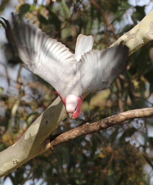 Galah Cockatoo diving off branch (Eolophus roseicapilla)