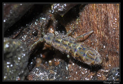 Collembola/Isotomidae