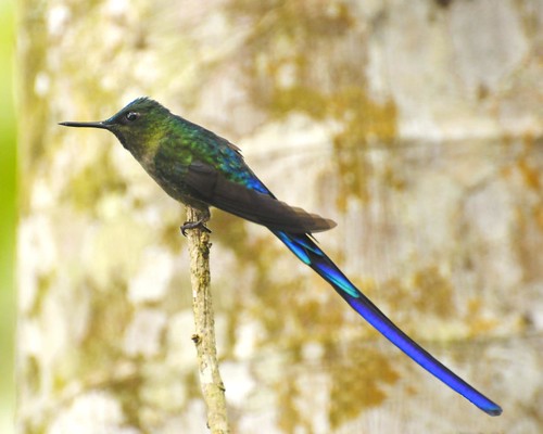 violet-tailed sylph