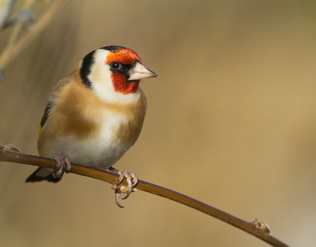 goldfinch 4
