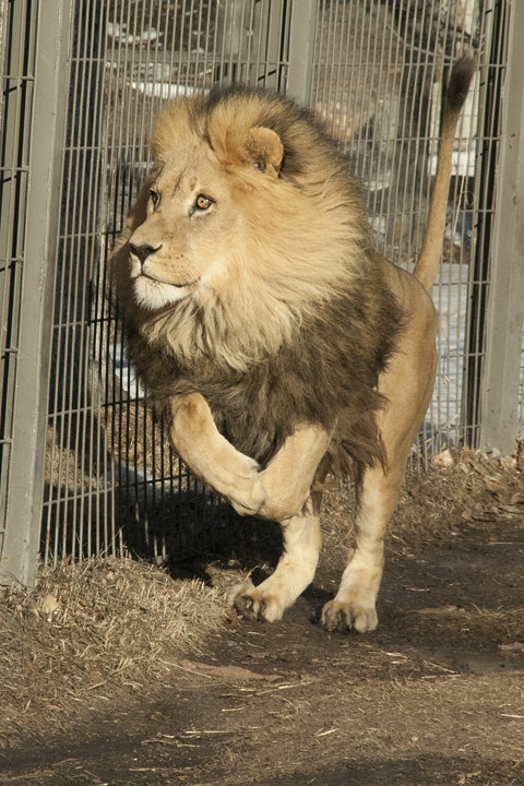 In the lion enclosure
