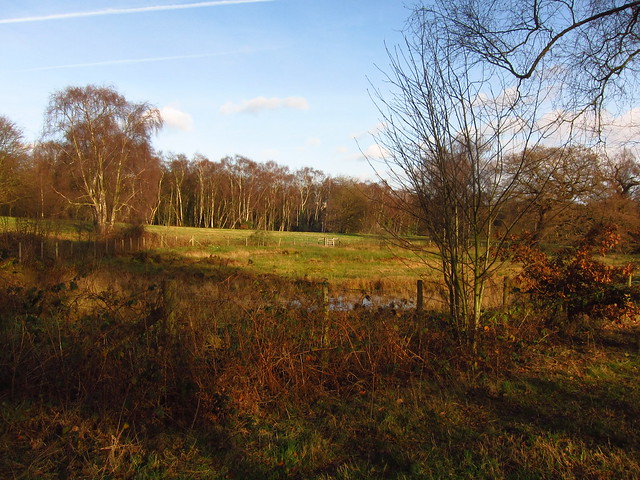 The Sphagnum Bog on the West Meadow