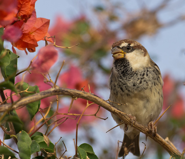Spanish sparrow in flowers 8