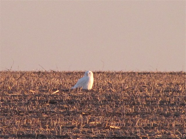 Snowy Owl on Highway 24 in McLean County, IL 01