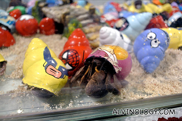 Hermit crabs in colourful painted shells