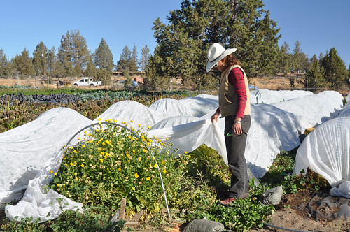 Sarahlee Lawrence inspects a row of organically grown flowers on her organic farm in the high desert of Central Oregon.
